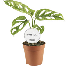 Monstera plant in pot met label