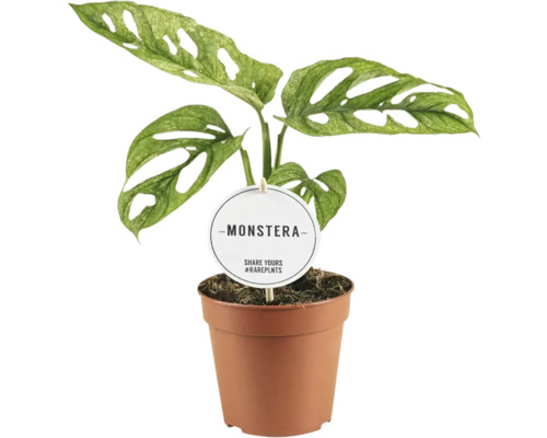FLORASELF Gatenplant Monstera Adansonii Mint potmaat Ø 12 cm H 25 cm Monstera plant in pot met label