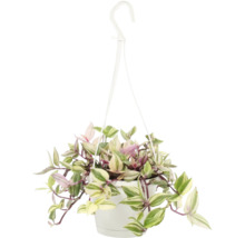 Hangplant in pot met hanger