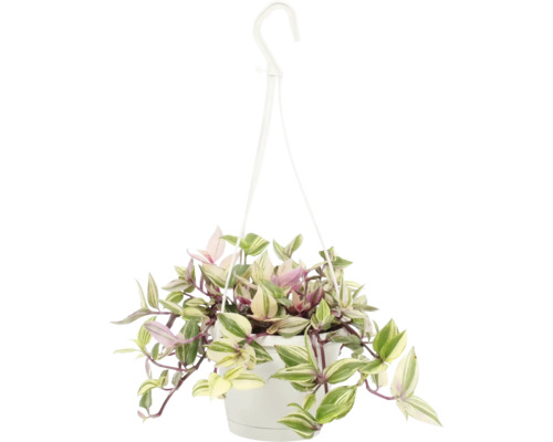 FLORASELF Vaderplant Tradescantia Pink Pampas Hang potmaat Ø 12 cm H 17 cm Hangplant in pot met hanger