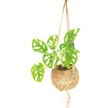 Hangplant in kokospot met touwophanging