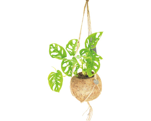 Hangplant in kokospot met touwophanging