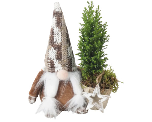 Kerst arrangement Gnome met Cypres Chamaecyparis lawsoniana 'Ellwoodii'