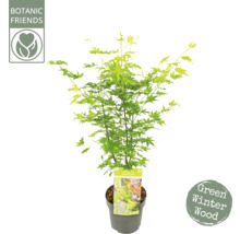 FLORASELF® Japanse esdoorn Acer Palmatum 'Going Green' potmaat Ø 19 cm