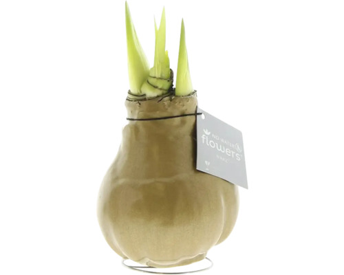 No Water Flowers Wasamaryllis met scheuten