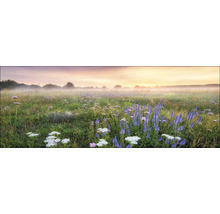 Een weide met wilde bloemen in het ochtendlicht