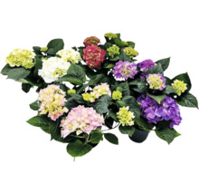 Bloeiende boerenhortensia in pot