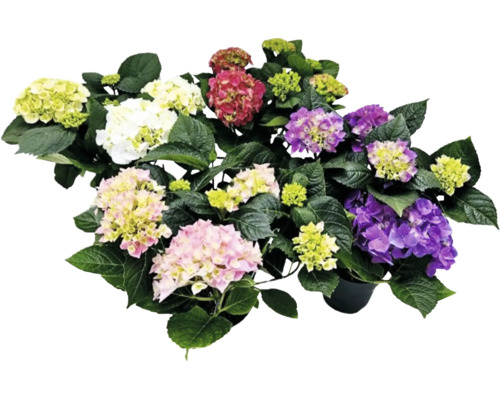 Bloeiende boerenhortensia in pot