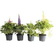 Bloeiende lupines in potten