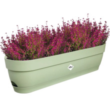 Bloembak met heideplanten