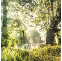 Ochtendstemming bij een rivier met bomen en planten