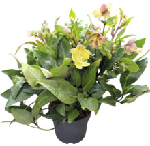 Kerstroos in pot met bladeren en bloemen
