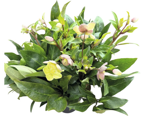 Helleborus plant met groene bladeren en lichte bloemen