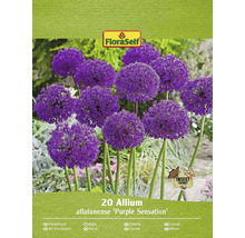 Verpakking met 20 Allium aflatunense ''Purple Sensation'' bloembollen