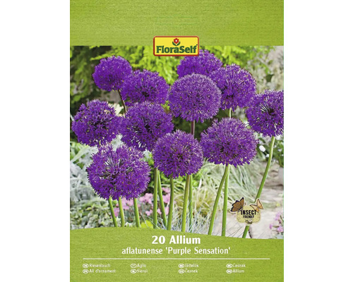 FLORASELF Bloembollen Sierui Allium 12 Stuks