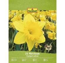 Verpakking met 25 trompetgele narcissen
