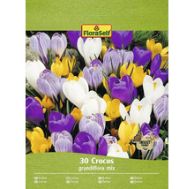 FLORASELF Bloembollen Krokus Crocus 60 Stuks