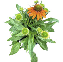 Echinacea plant met bladeren en oranje bloemen