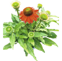 Zonnehoed plant met bladeren en bloemen