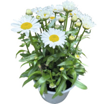 Madeliefjes in pot