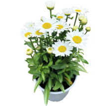 Madeliefjes in pot