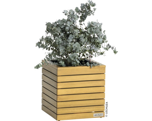 Eucalyptus in een houten plantenbak