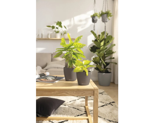 Lichte woonkamer met kamerplanten in plantenbakken op een houten tafel