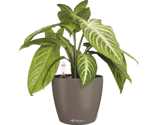 Kamerplant in pot met bewateringssysteem