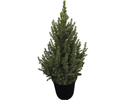 FLORASELF Canadese Spar Picea glauca Conica Speedy H 70 cm Blauwspar in pot