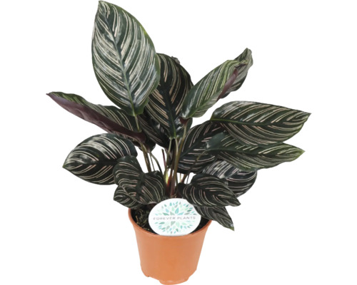 Calathea kamerplant in pot