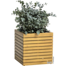 Houten plantenbak met eucalyptusplant