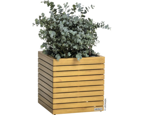 Houten plantenbak met eucalyptusplant