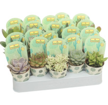 Diverse vetplanten in pot met FloraSelf label