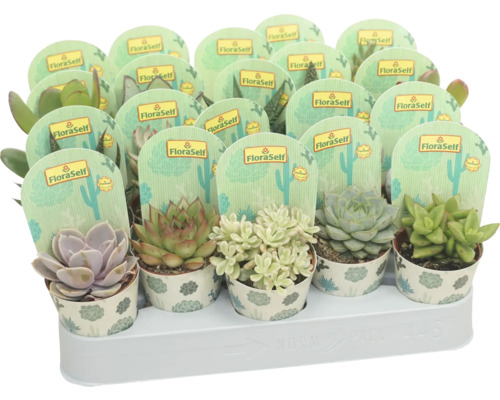 FLORASELF Vetplant Succulenten Mix potmaat Ø 5,5 cm H 10 cm Diverse vetplanten in pot met FloraSelf label