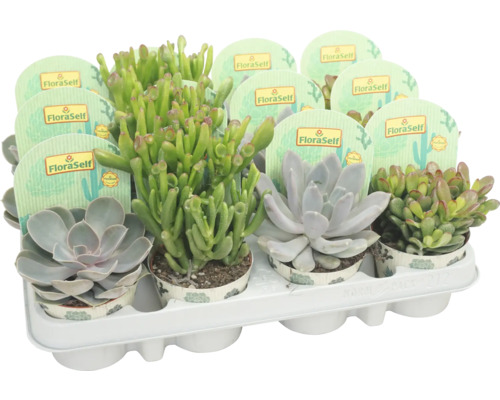 FLORASELF Vetplant Succulenten Mix potmaat Ø 8,5 cm H 10 cm Verschillende vetplanten in een houder met FloraSelf etiketten