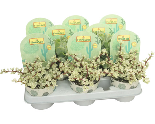 FLORASELF Vetplant Succulenten Mix potmaat Ø 10,5 cm H 25 cm Meerdere vetplanten in potten op een drager met FloraSelf etiketten