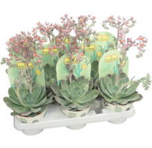 Meerdere bloeiende vetplanten in potten op een dienblad.