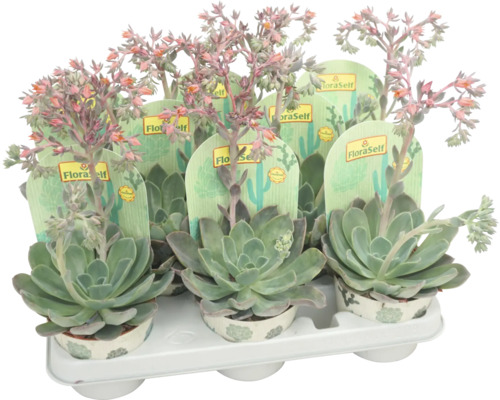 FLORASELF Vetplant Echeveria Mix met bloei potmaat Ø 10,5 cm H 12 cm Meerdere bloeiende vetplanten in potten op een dienblad.