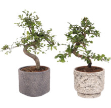 Twee bonsai bomen in potten