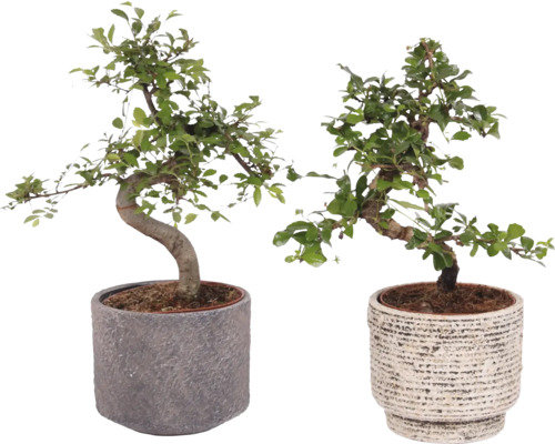 Twee bonsai bomen in potten