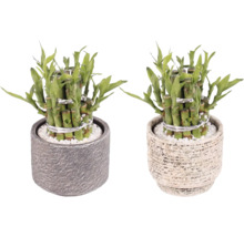 Twee geluksbamboe planten in potten met witte kiezelstenen