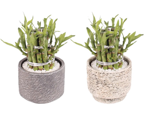 Twee geluksbamboe planten in potten met witte kiezelstenen