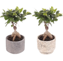 Twee bonsai vijgen in potten