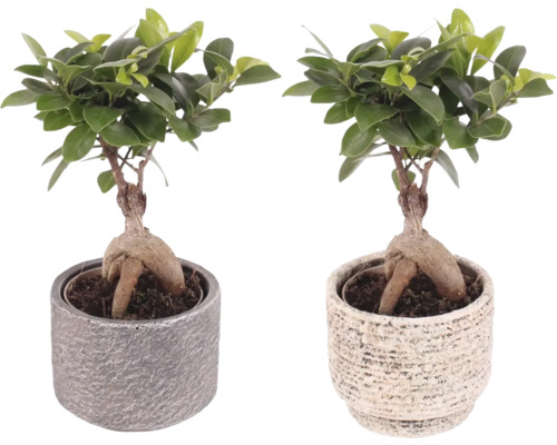Twee bonsai vijgen in potten