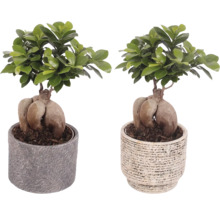Twee Ginseng Ficus bonsai in potten