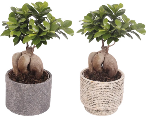 Twee Ginseng Ficus bonsai in potten