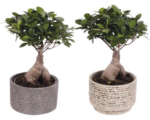 Twee Ficus Ginseng Bonsai planten in potten