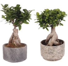Twee vijgenbomen (Ficus microcarpa) in potten