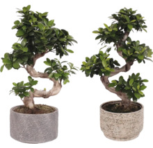 Twee bonsai boompjes in potten