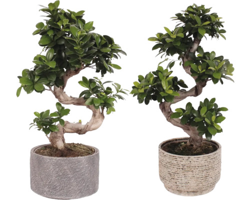 Twee bonsai boompjes in potten